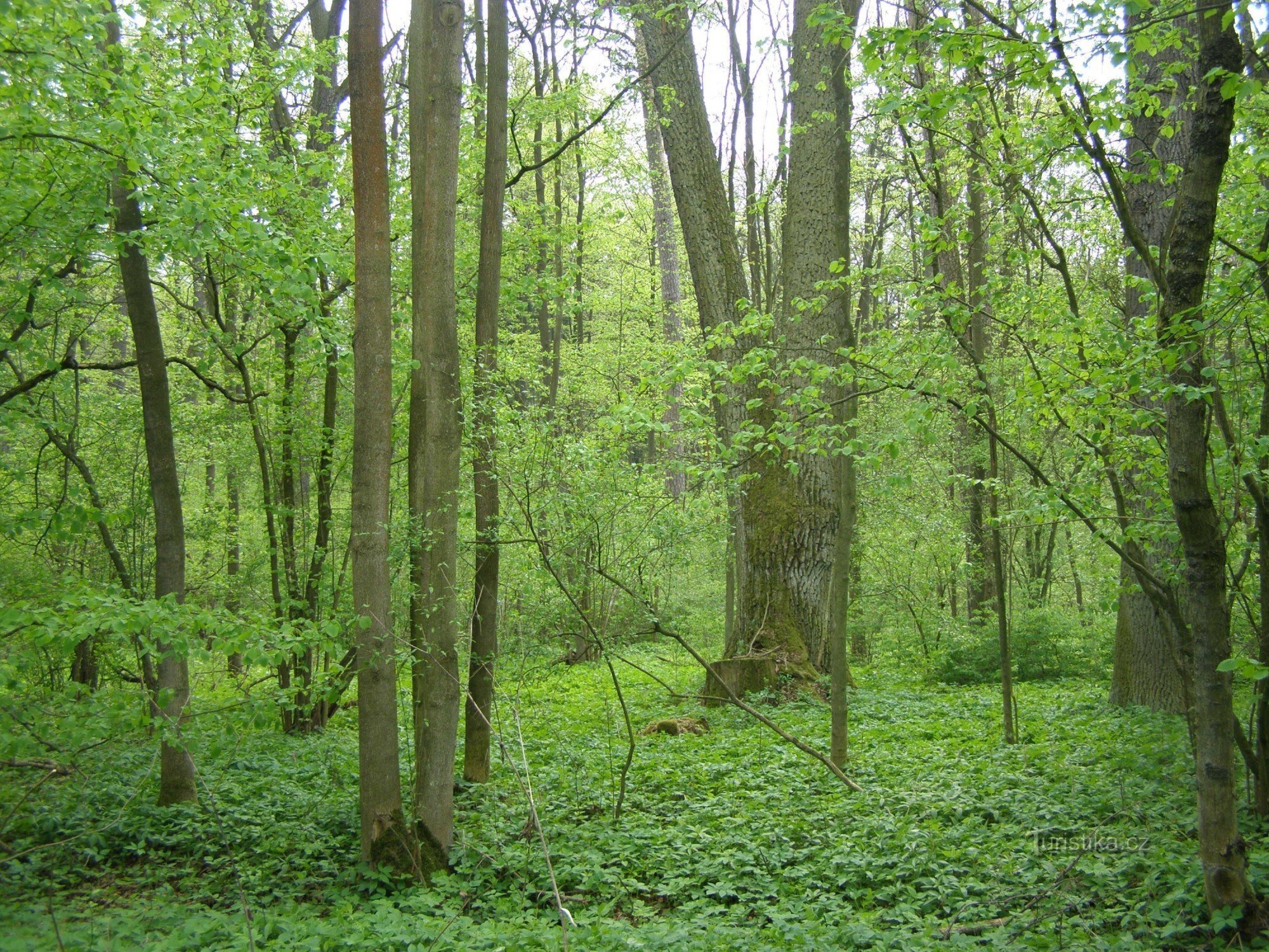 Nature reserve Dubno