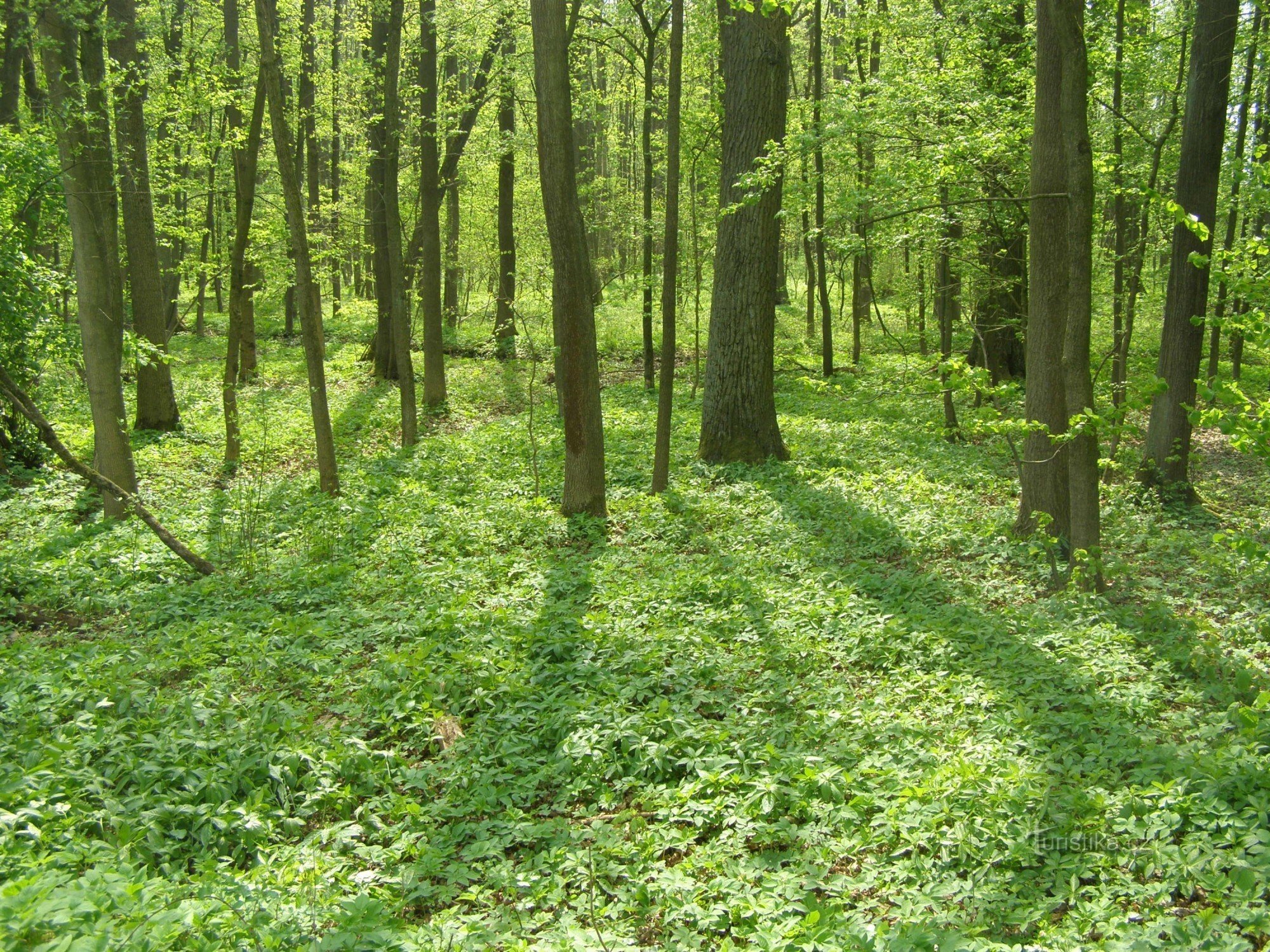 Nature reserve Dubno