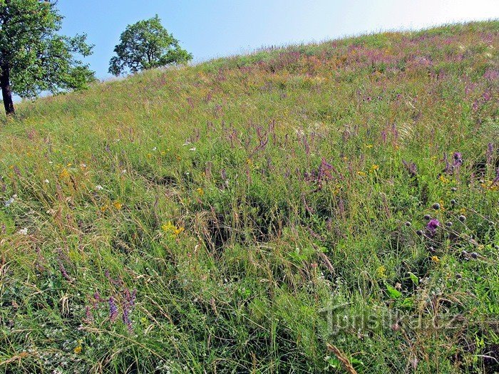 Horky nature reserve