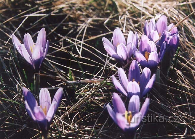 Natuurreservaat Lačnov