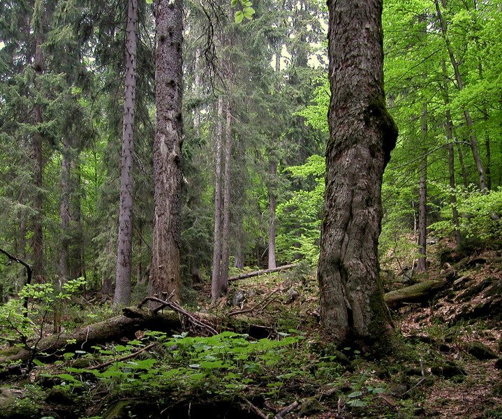 Přírodní rezervace Milešický prales