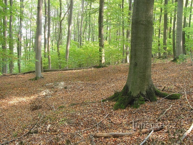 Naturreservat Rakovec - bučina