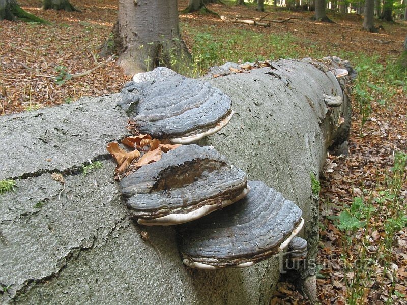 Reserva natural de Rakovec - árbol de haya, cálao de pezuña en un árbol de haya caído