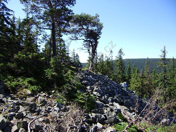 přírodní rezervace Suchý vrch