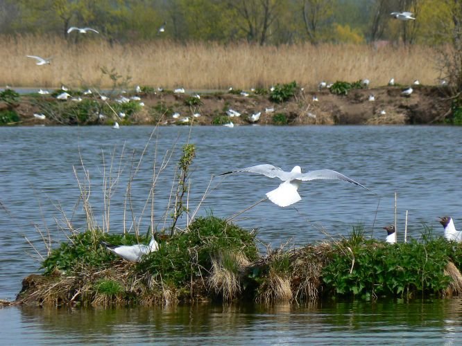 Naturschutzgebiet Vrbenské rybníky