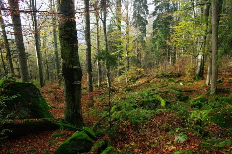 Naturreservat Zátoňská hora