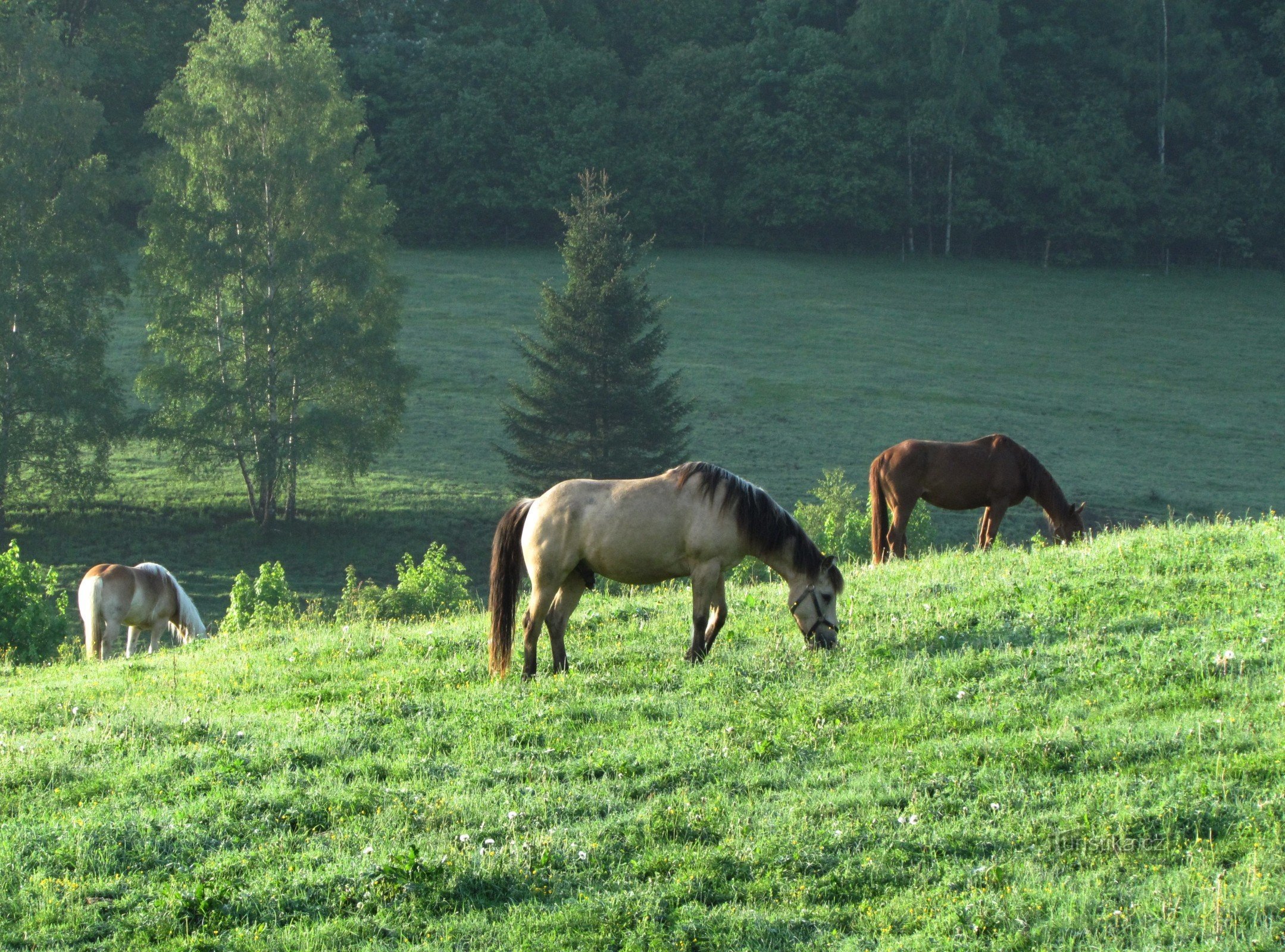 members of the Lidka stable