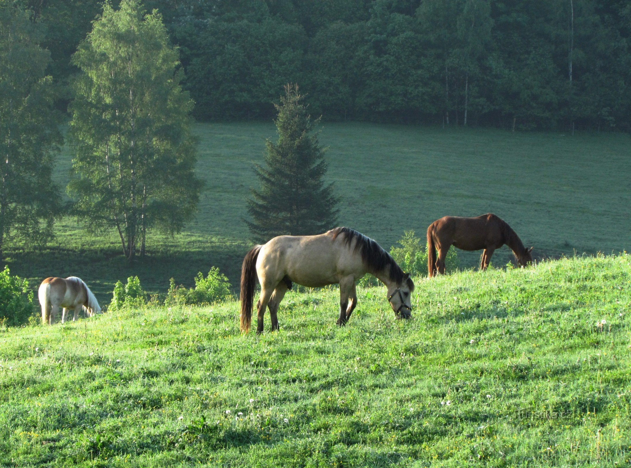 Mitglieder des Lidka-Stalls