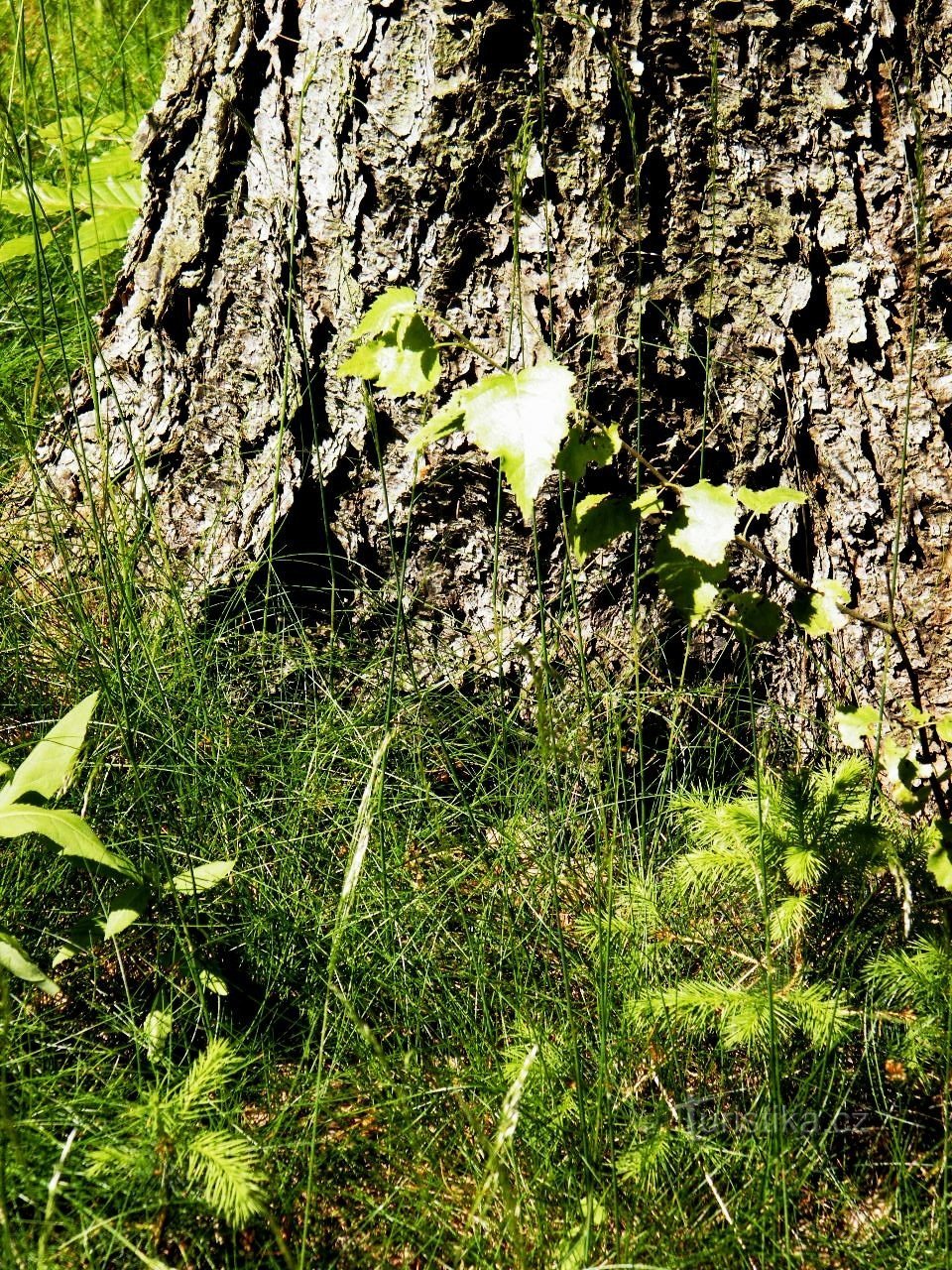 la prossima foresta sarà mista