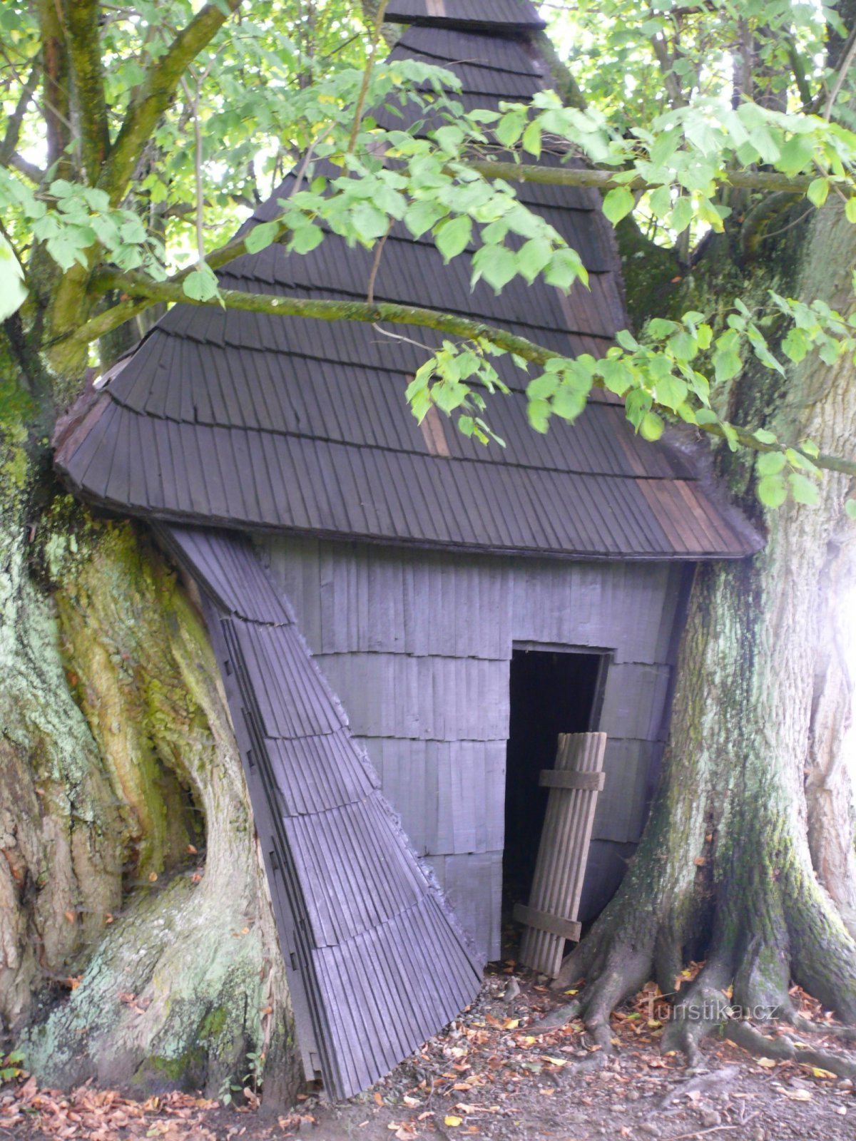 A shelter in the hollow of the trunk