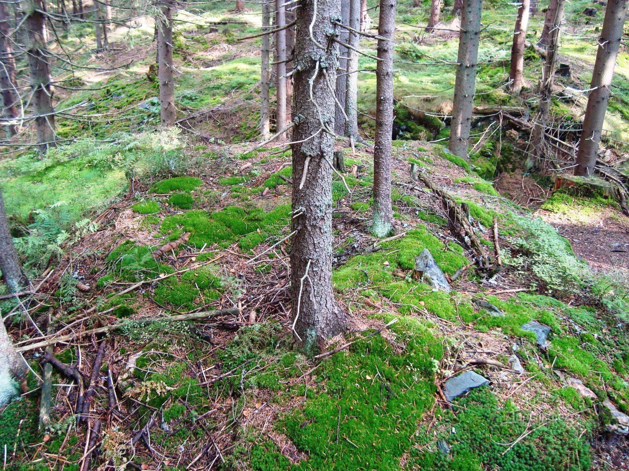 Zugang vom Wald zum Zollhaus der Burg Drakov, unterbrochen durch einen Graben - Foto: Ulrych Mir.