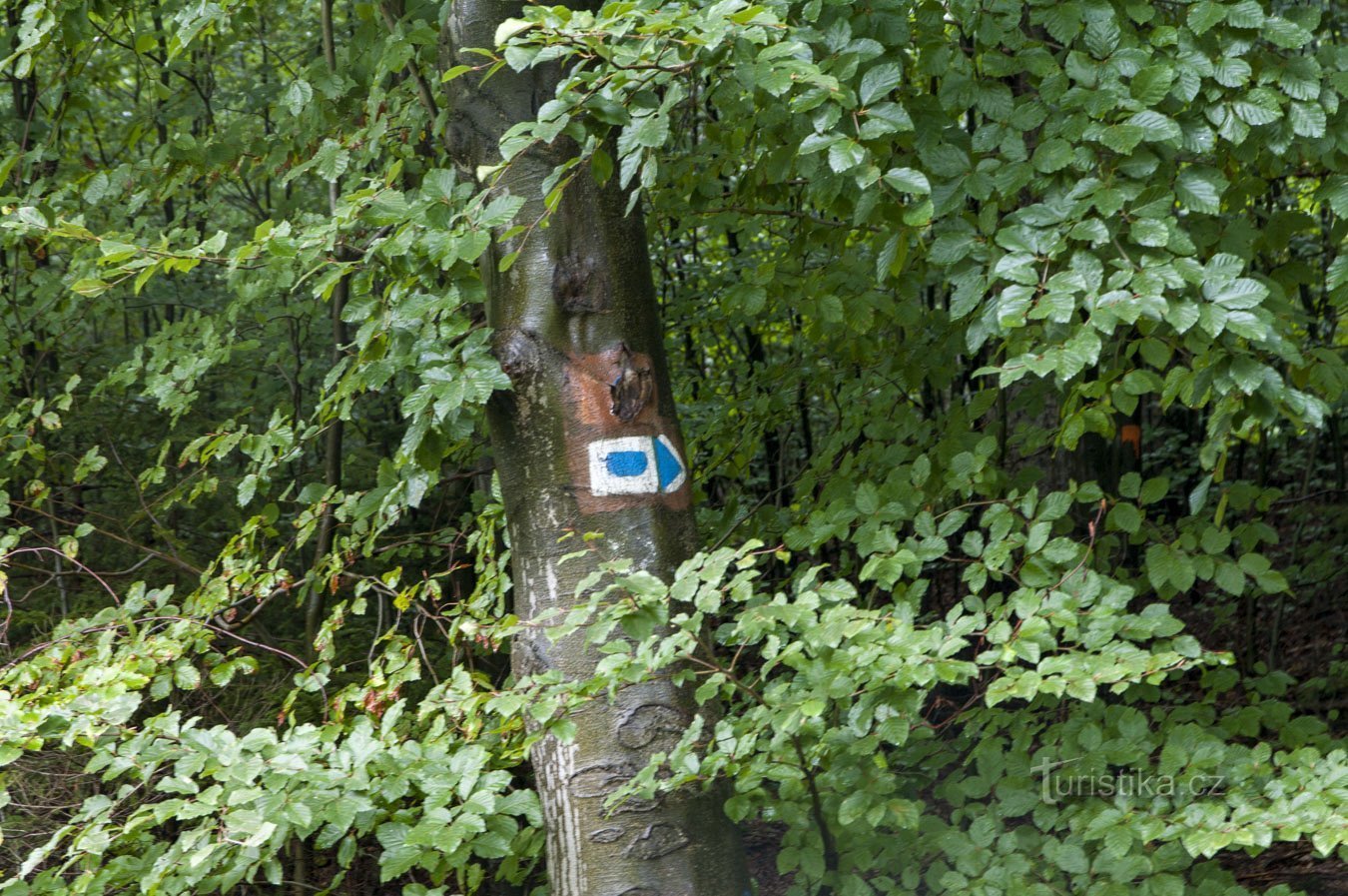 Accès à la source par un sentier balisé