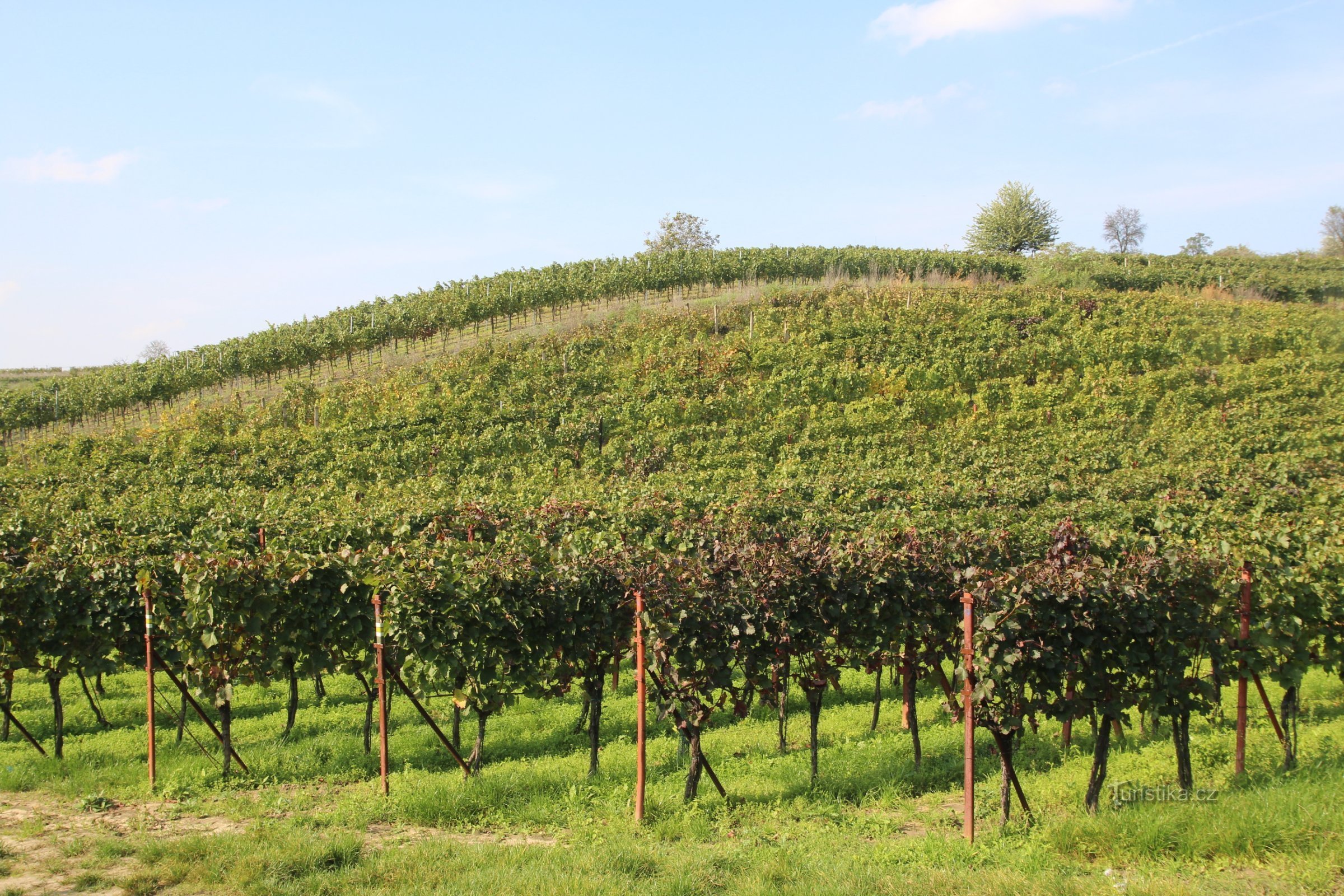 Přítlucká hora je večinoma zasajena z vinogradi