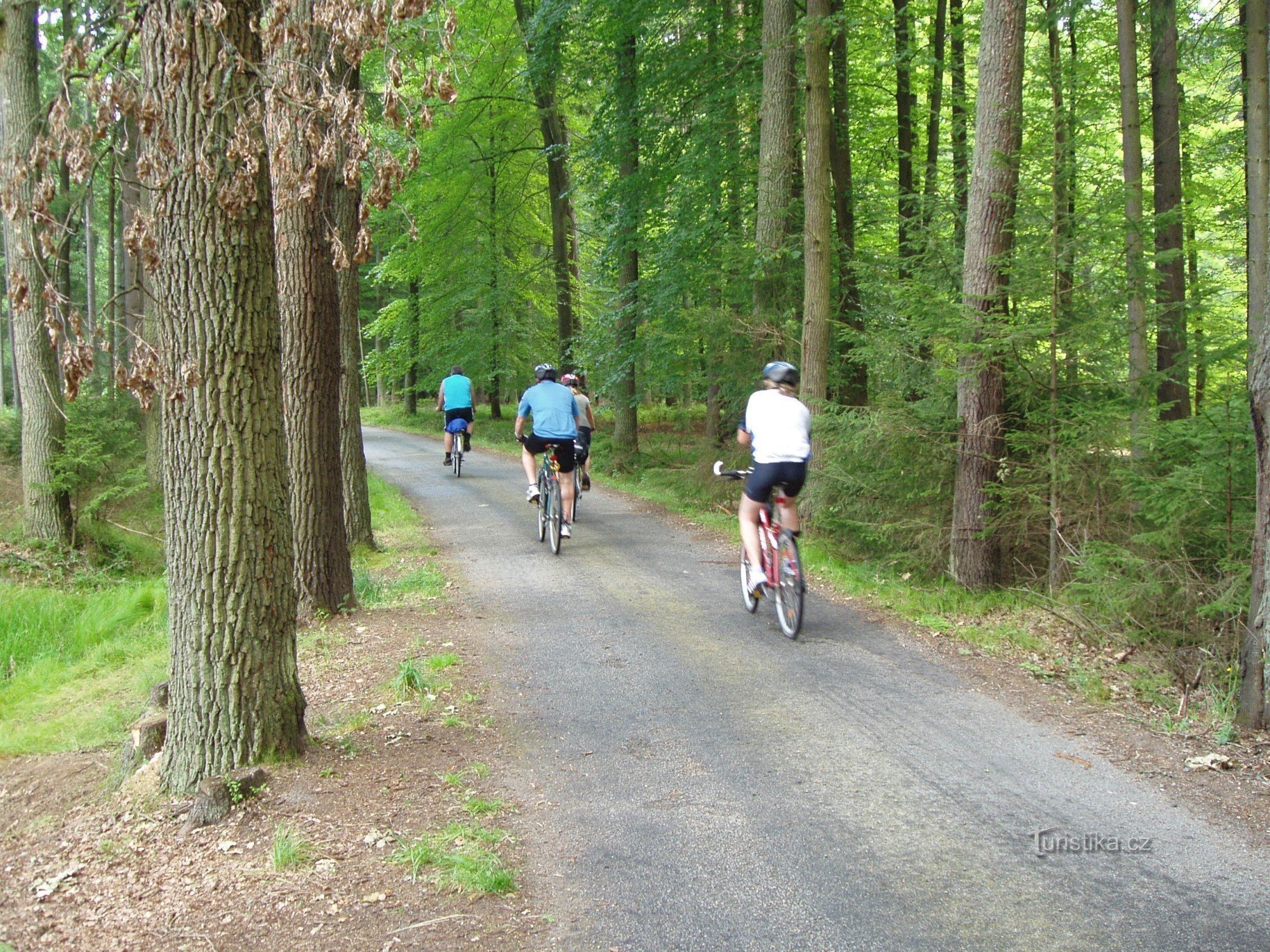 Paved forest roads are ideal for cycling in the Třeboň region