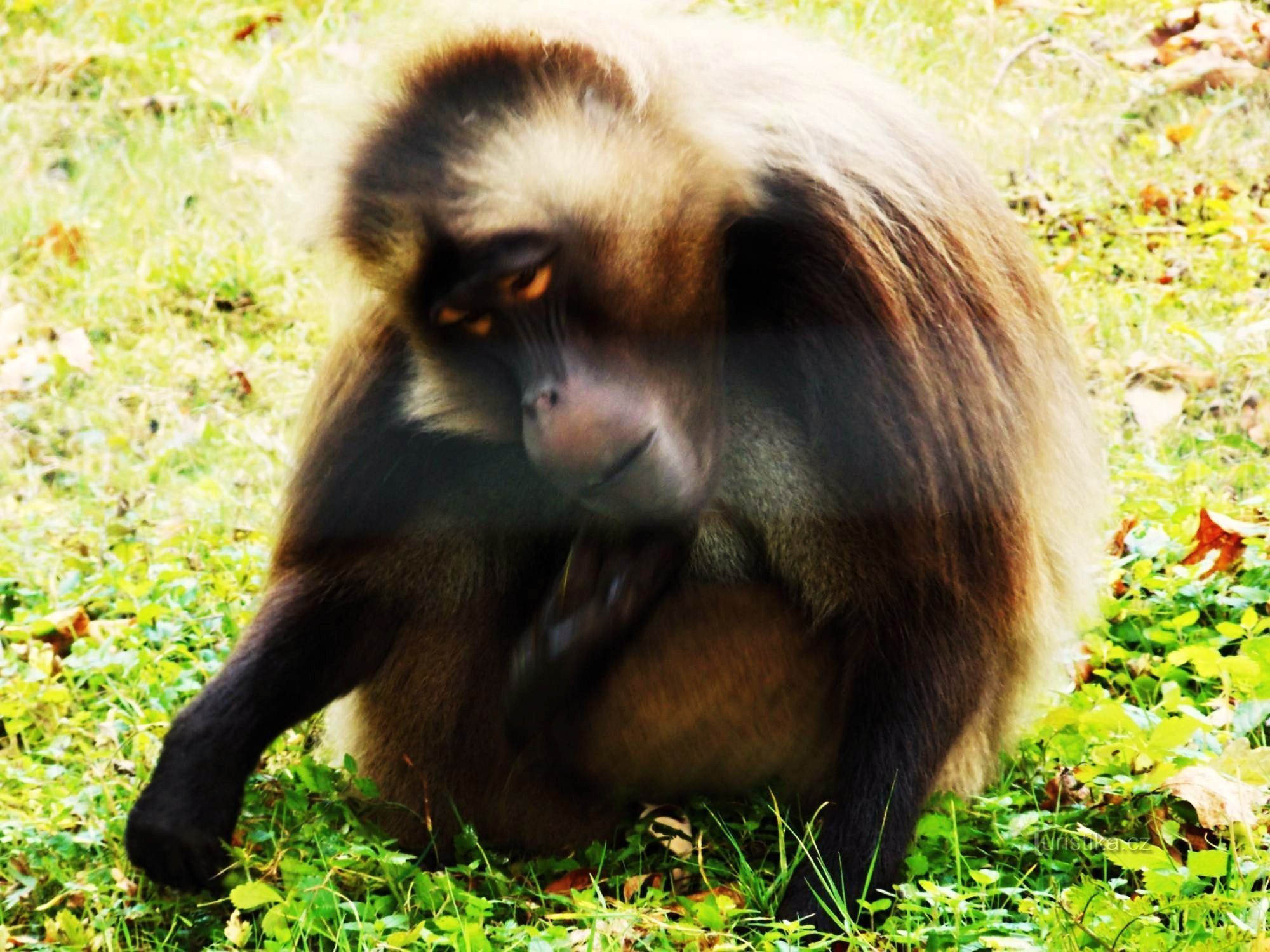 Šetnja izložbom Etiopije u ZOO Lešná, Zlín