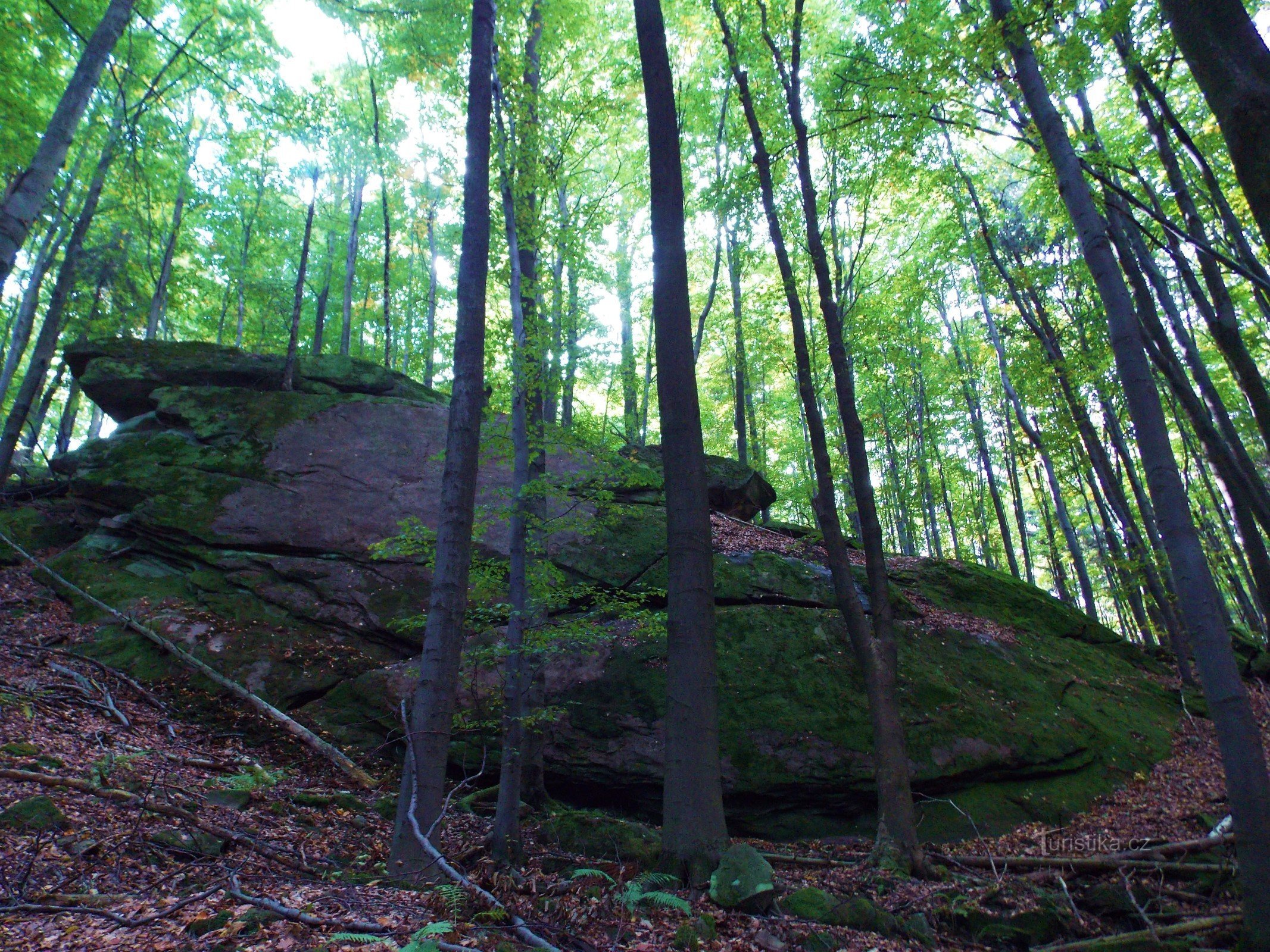 A walk through the Holíková reservation on Držková