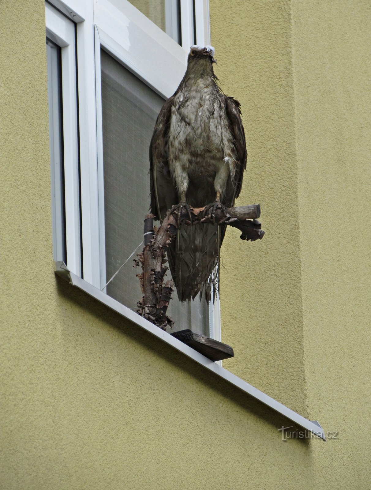 Sprehod v Jasenni in ogled vojvodine