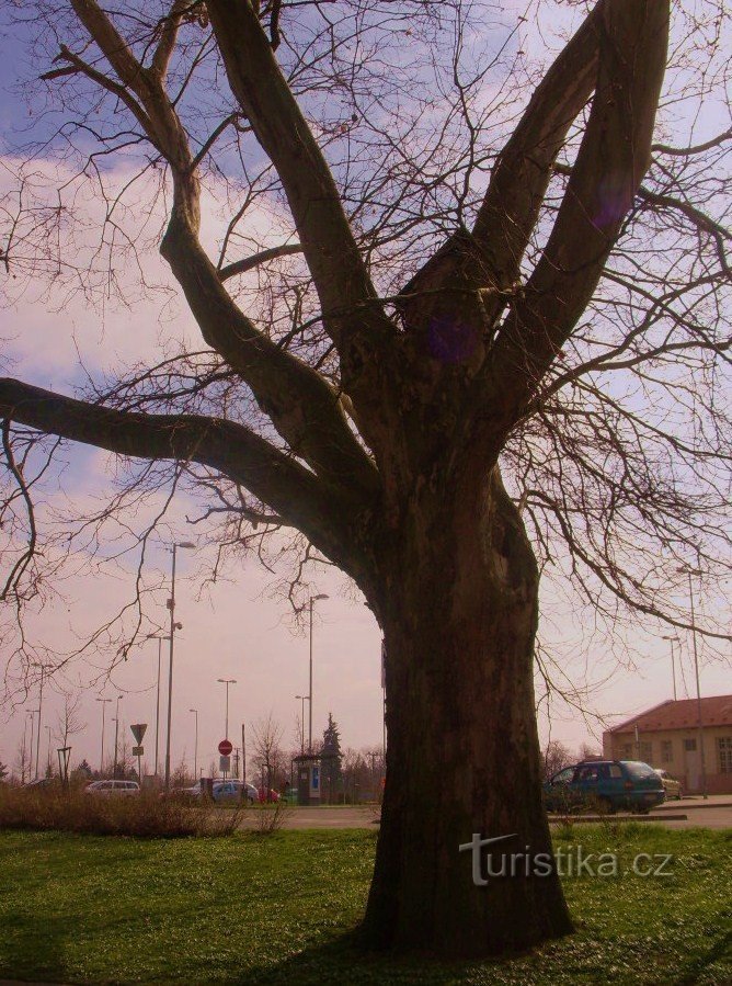 O plimbare în parc din Uh. Hradišti