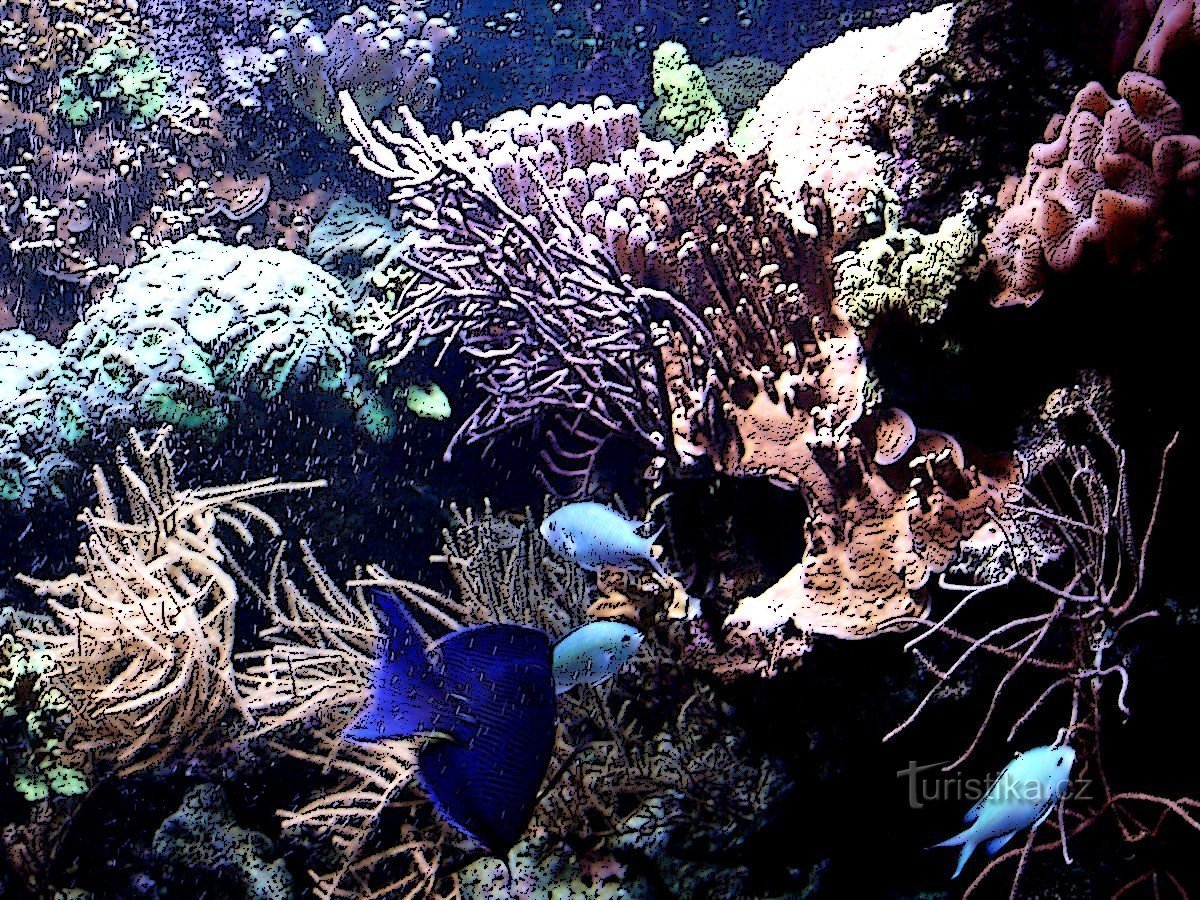 オロモウツの巨大水族館ツアー