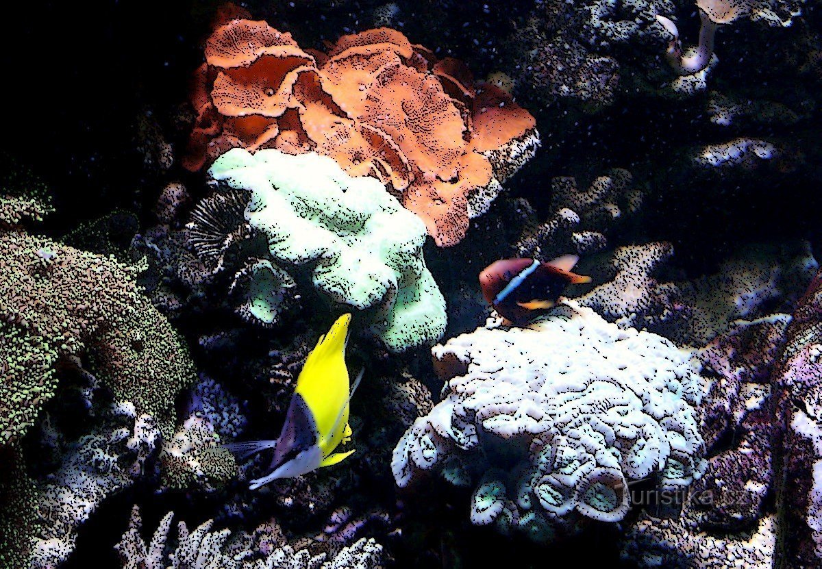 Rondleiding door het gigantische aquarium in Olomouc