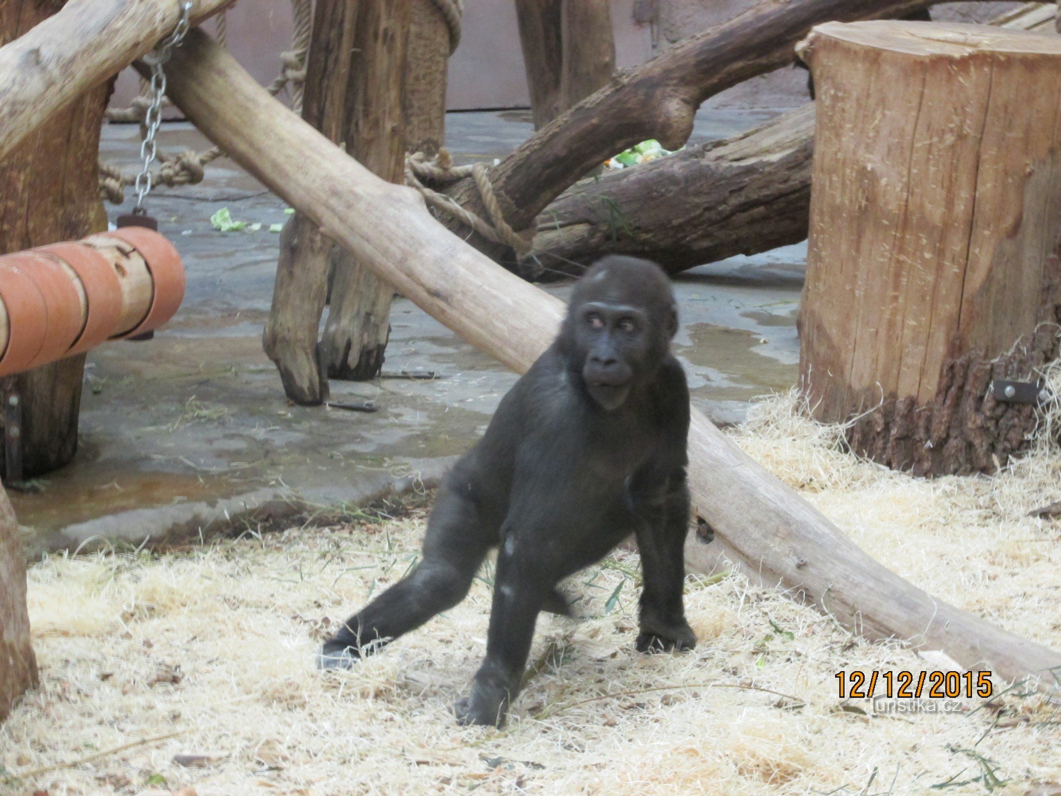 Visita guiada ao ZOO Praga