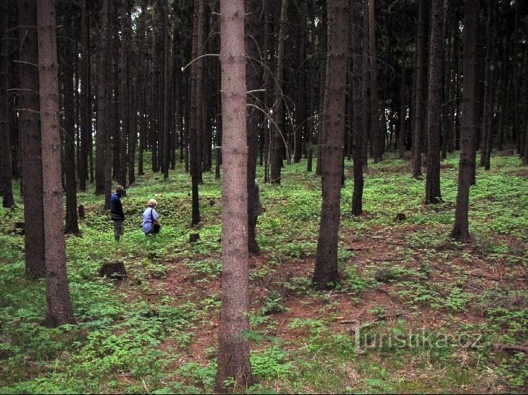 Prohlubeň, možná srdce svatyně