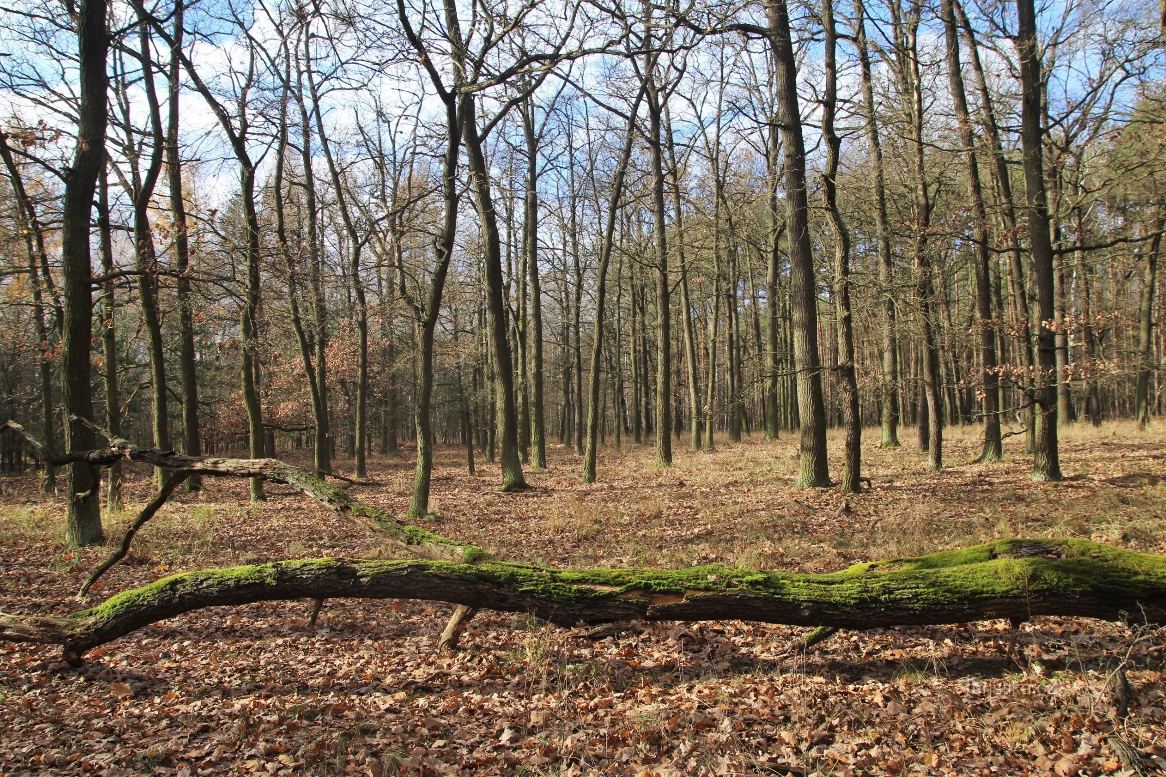 Sunlit Hodonínská Dúbrava