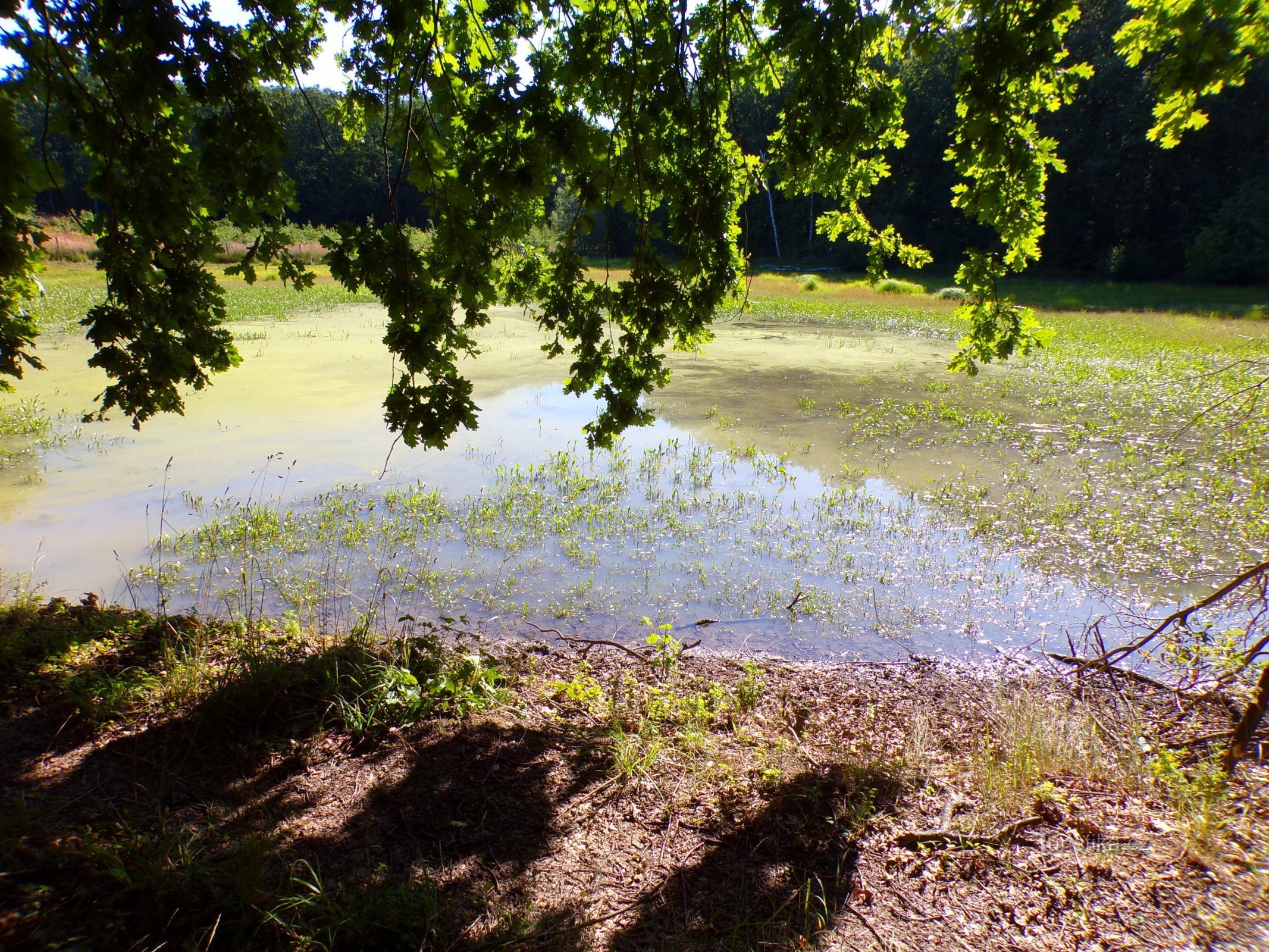 Prostřední Běloveský rybník (Chýšť, 17.7.2022)