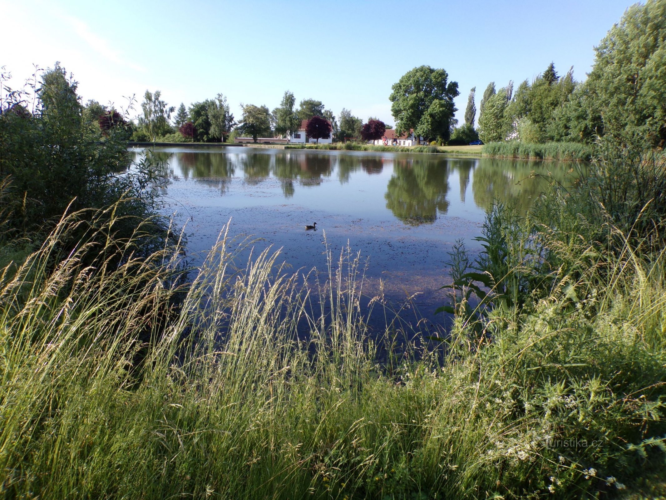 Средний пруд (Садова, 20.6.2021)