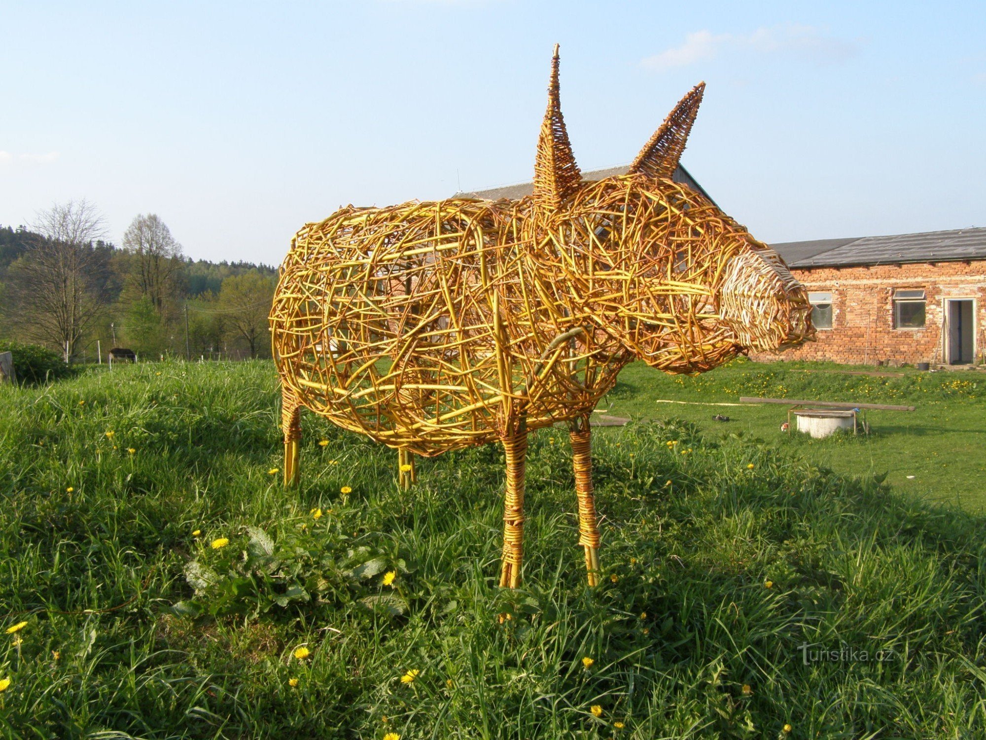 Wicking of donkeys at the Nová Víska goat farm