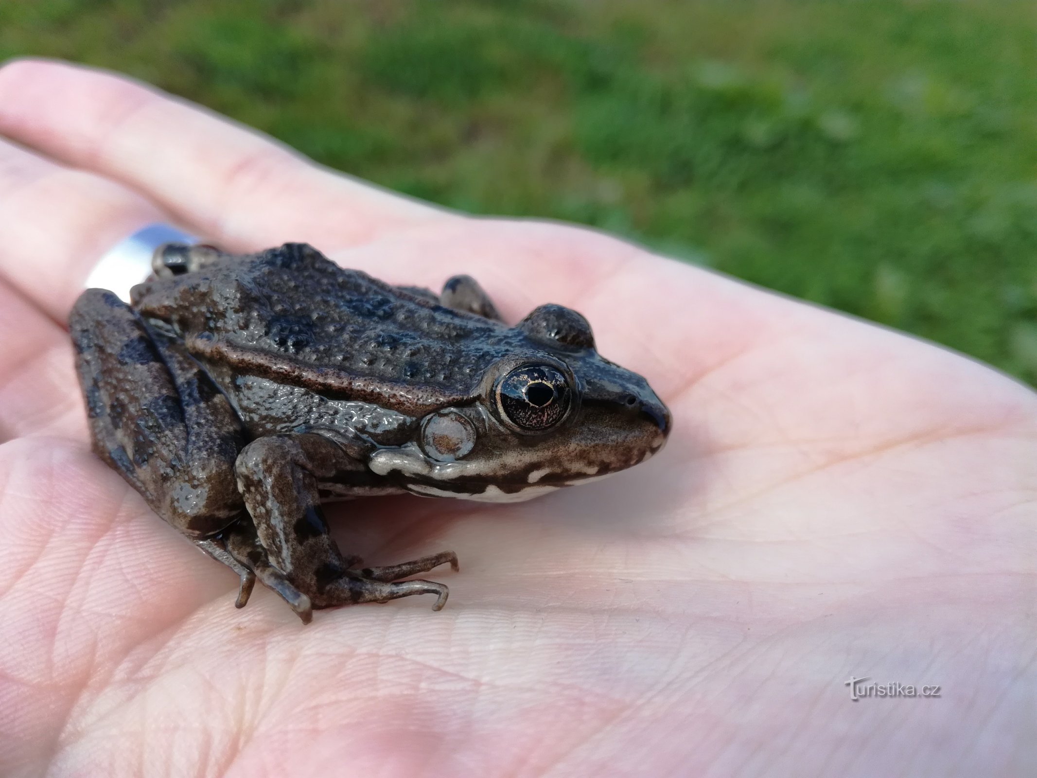 Experience Earth Day among amphibians