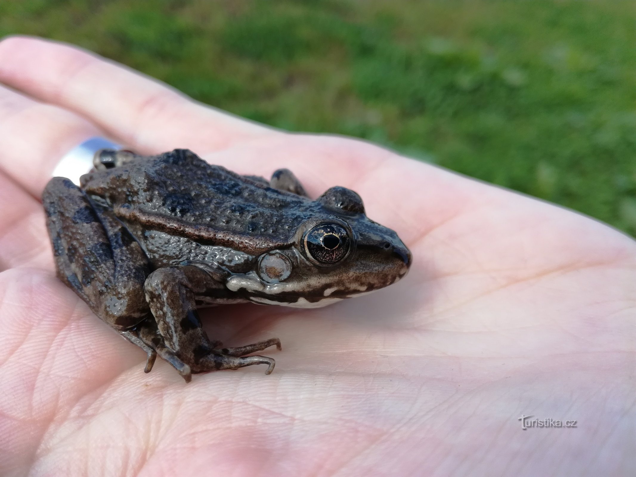 Erleben Sie den Tag der Erde unter Amphibien