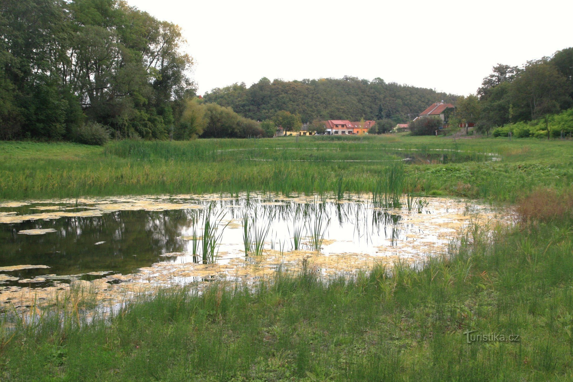 Prštice - wetland