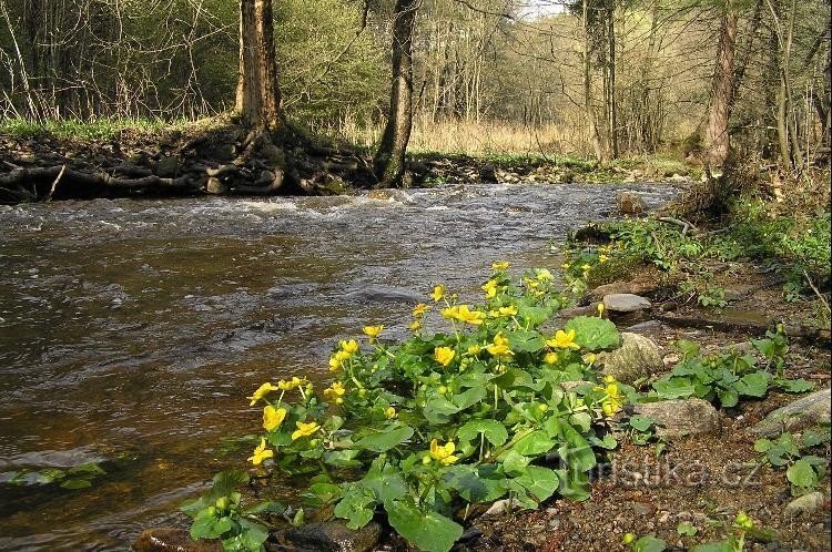 Prunéřovské údolí: Blatouchy by the stream