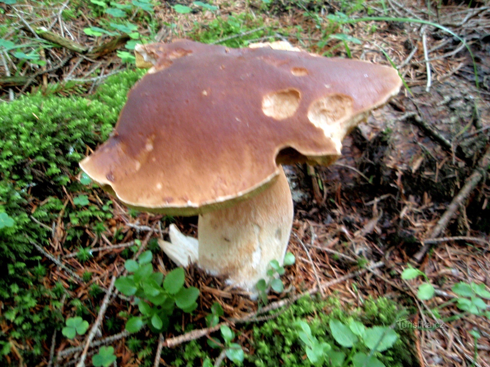 Le premier champignon