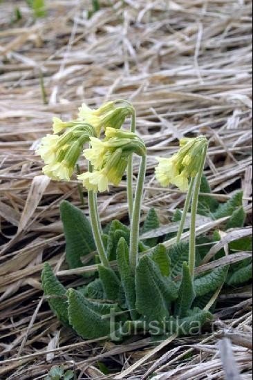 primula högre