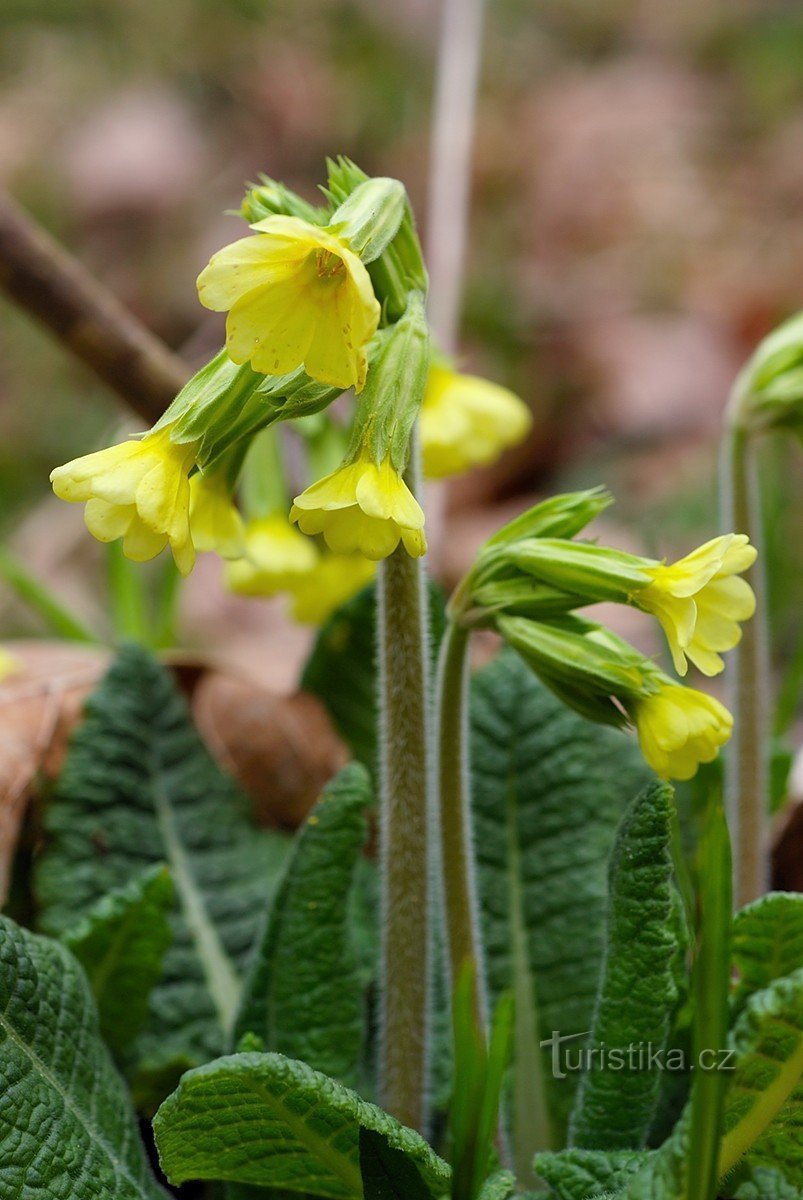 sleutelbloem groter