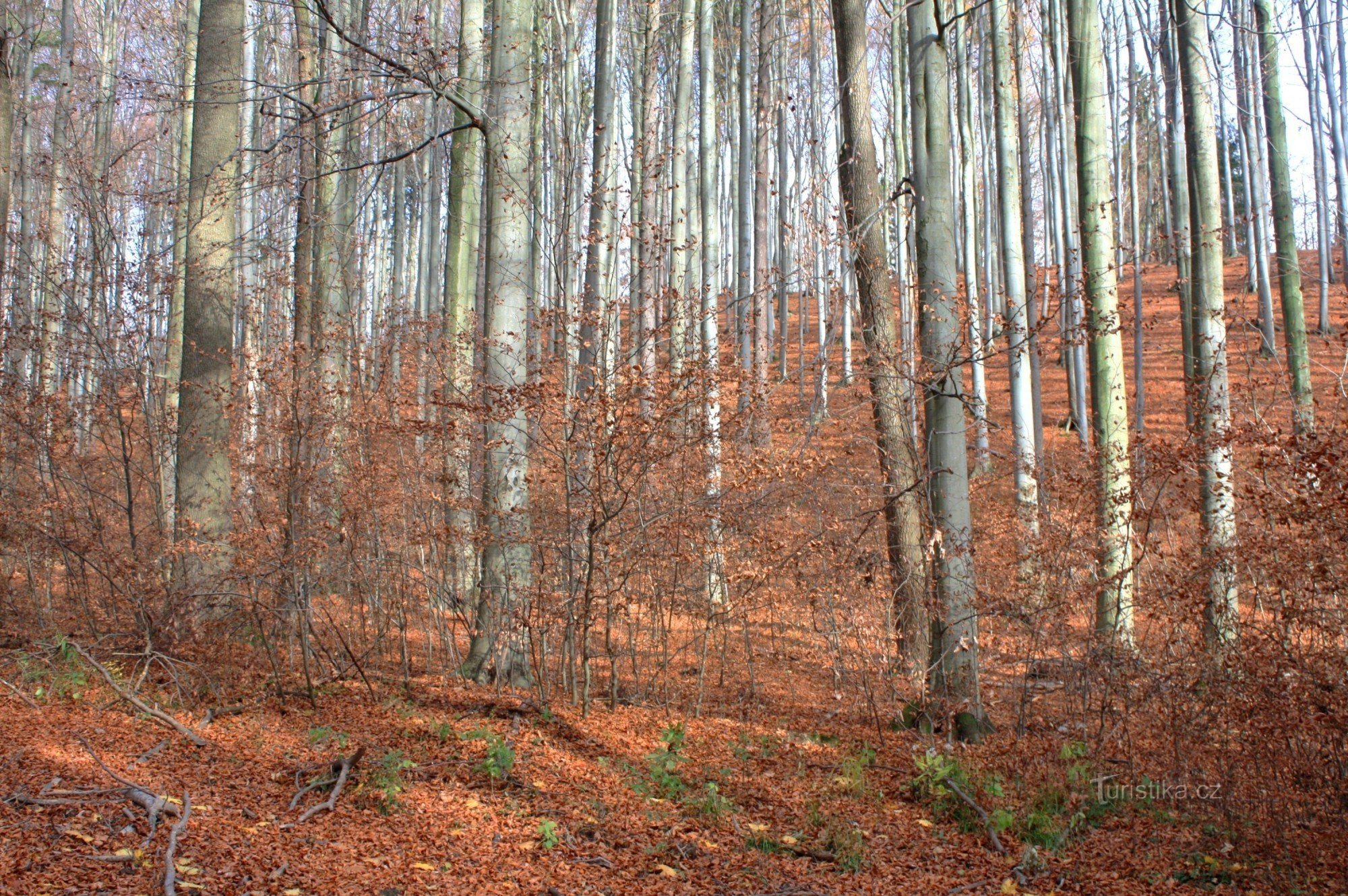 Hundekøkken - naturreservat