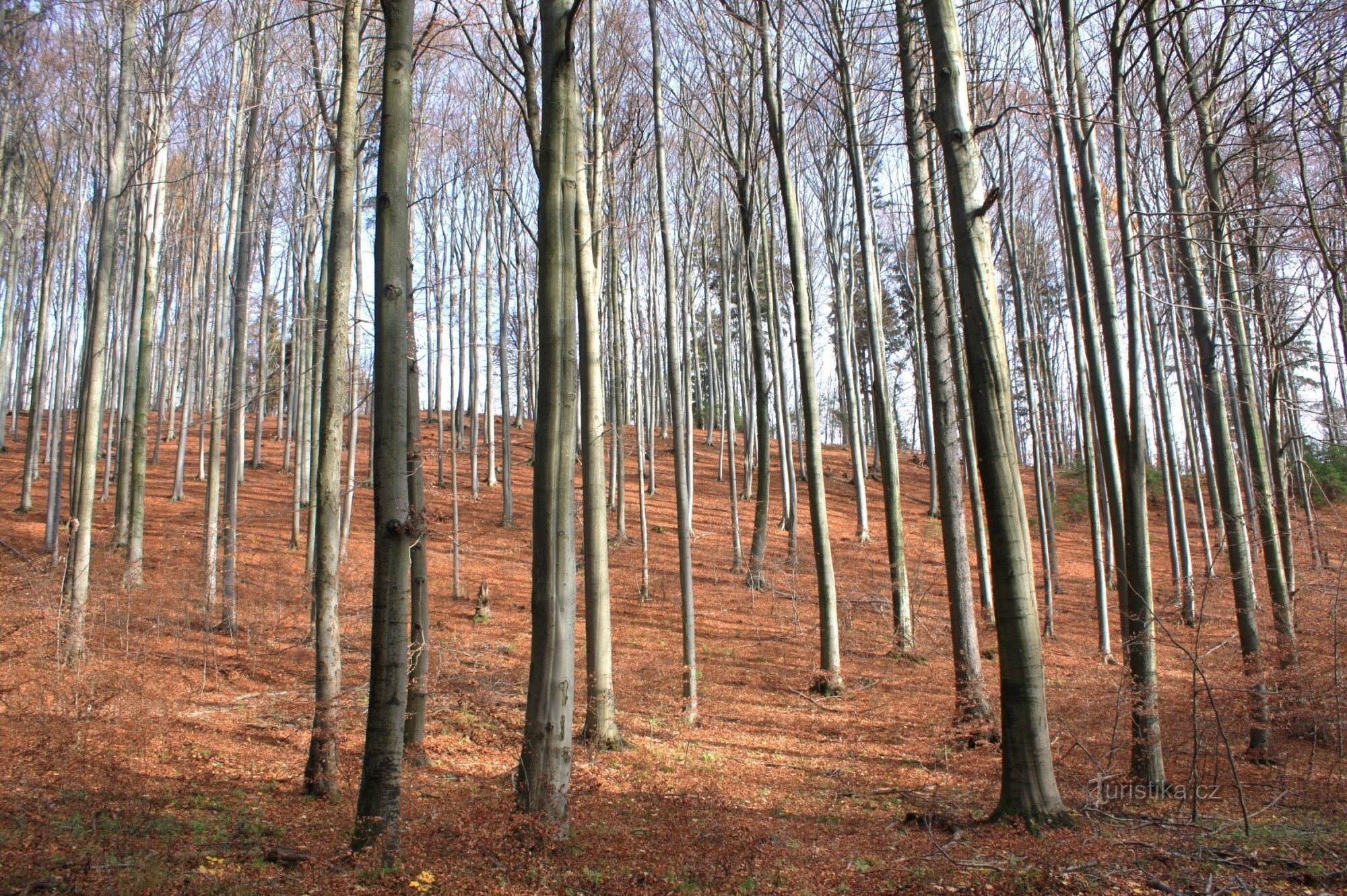 Bucătărie pentru câini - rezervație naturală