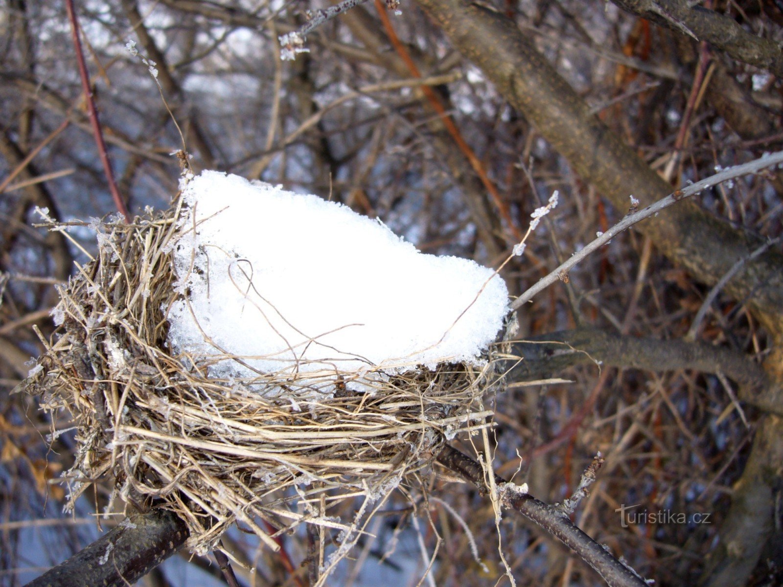 Птичье гнездо зимой