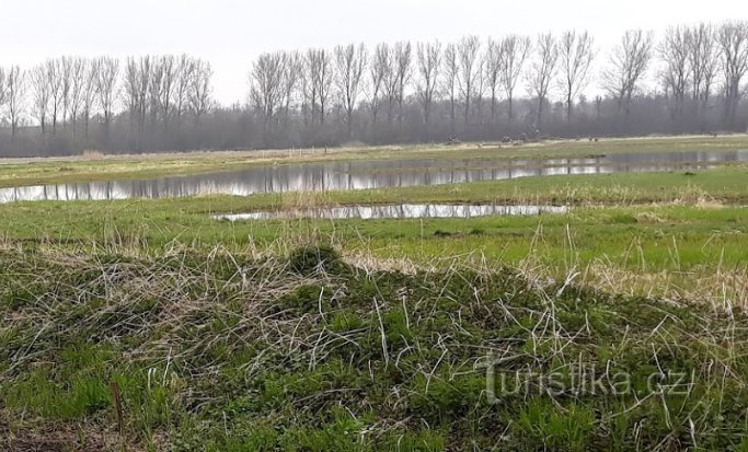 Josefovské luky parco degli uccelli