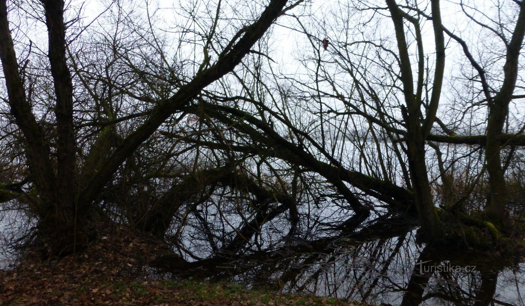 et fuglereservat ved Novozámecký-dammen med et vidunderligt observationsdæk