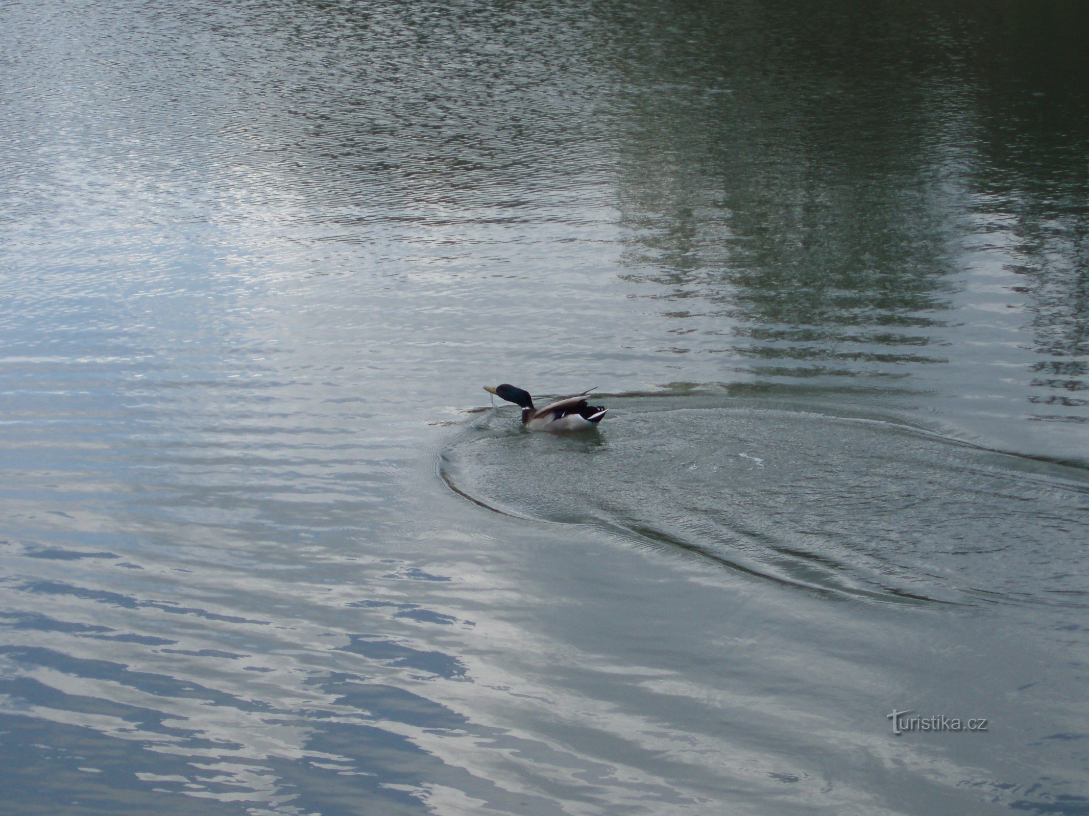 Aves na lagoa perto de Panelka