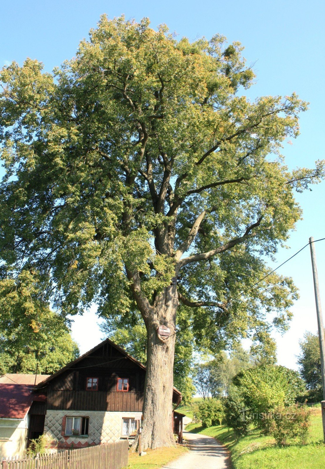 Pustá Kamenice - Mlynářova linden