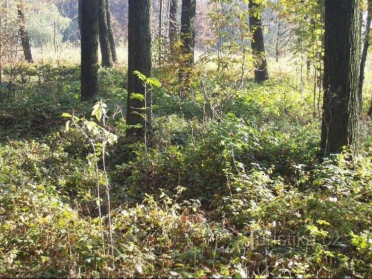 Kale uiterwaarden: een zicht op het reservaat