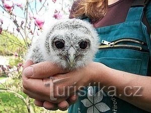 Almindelig plover - ung