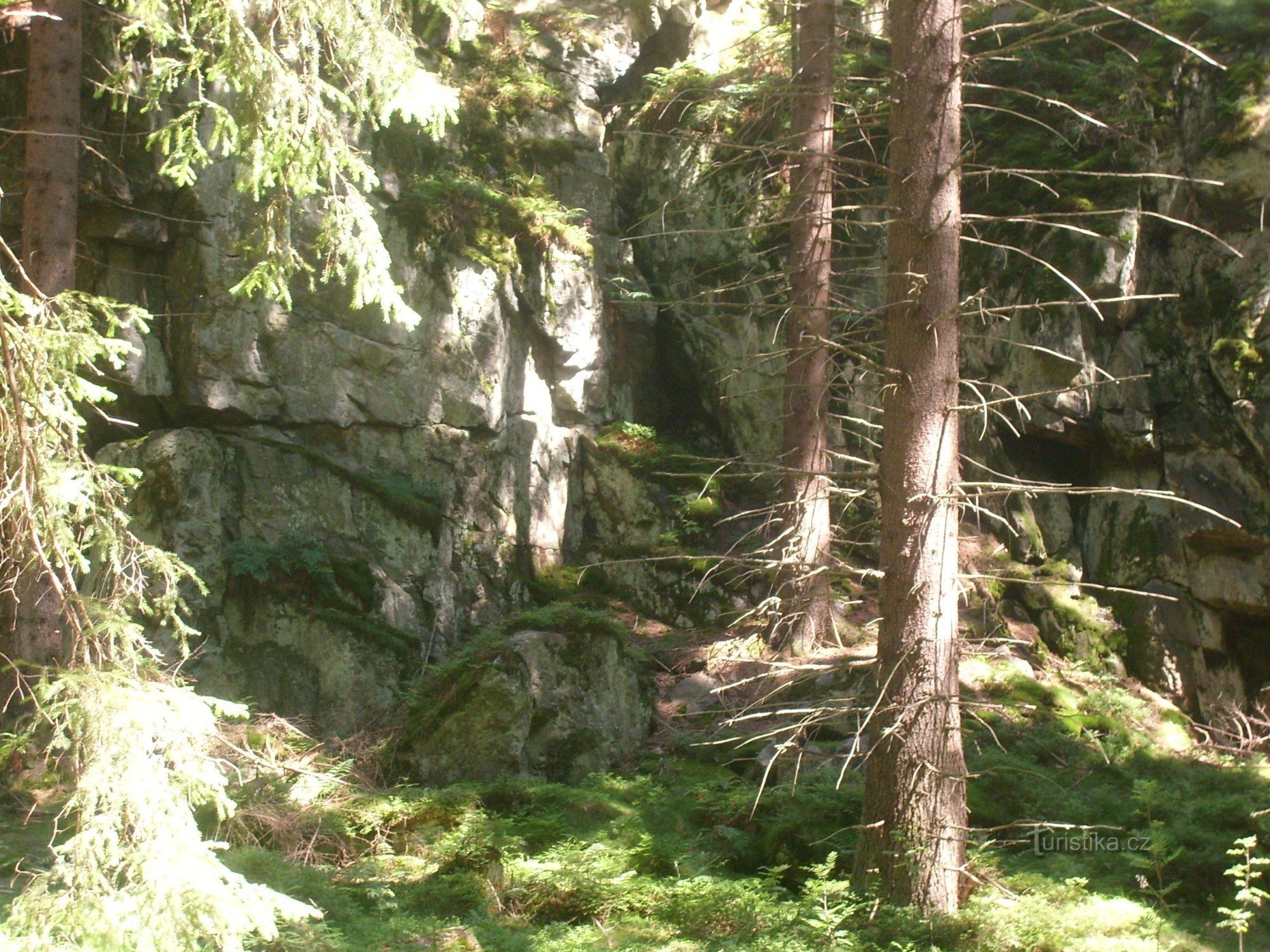 Vagando attraverso una foresta magica per una fiaba