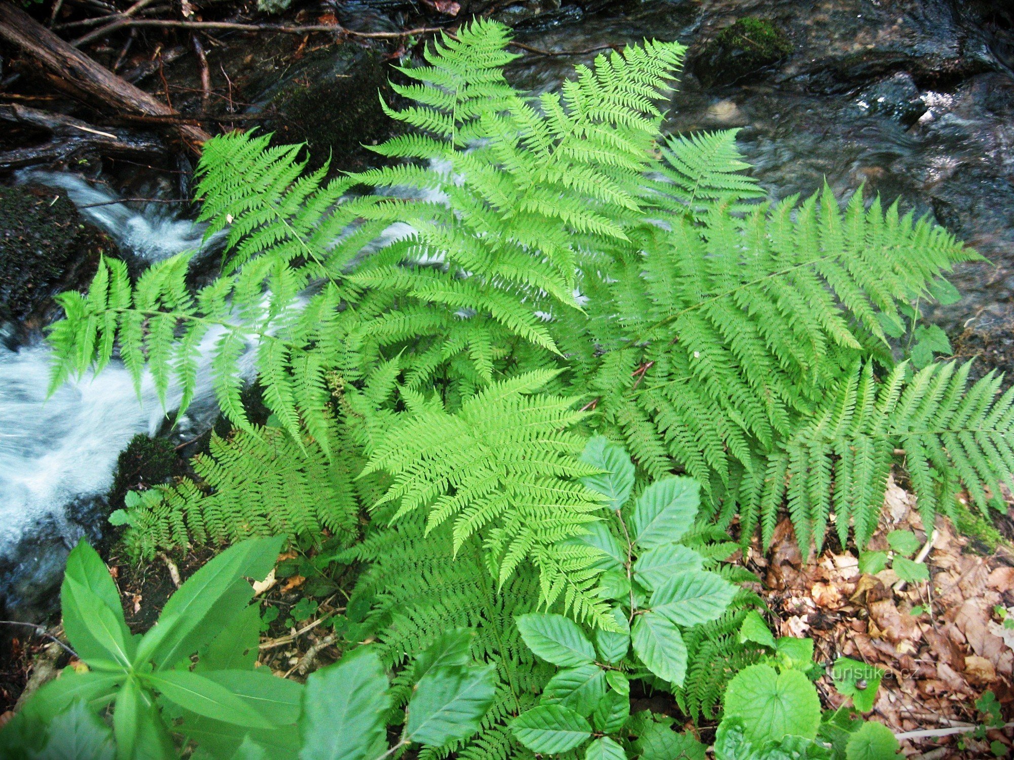 Rabštejn - Pohjois-Määrin rock-ilmiö