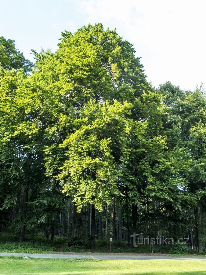 Rabštejnsky beech