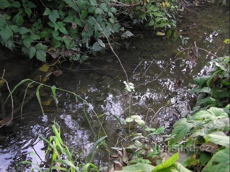 Arroyo de cangrejos de río: Arroyo